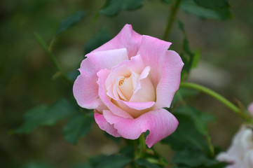 四季咲き大輪のバラ、ピンク色のサンクチュアリ