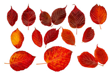 Bright colored autumn leaves. Design kit