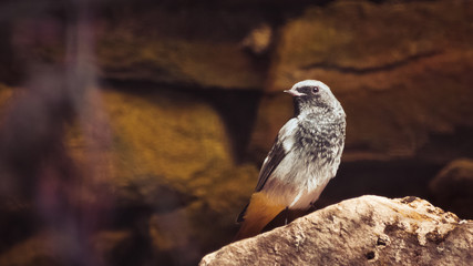 Black Redstart sitting on a rock