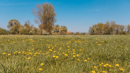 Big colorful flower field in spring