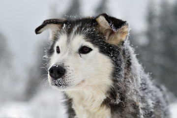 Sled dogs cup, nice dogs, nice faces