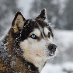 Sled dogs cup, nice dogs, nice faces