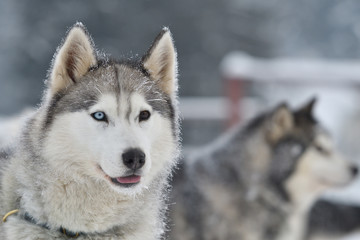 Sled dogs cup, nice dogs, nice faces