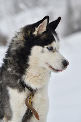 Sled dogs cup, nice dogs, nice faces