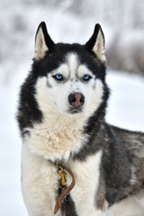 Sled dogs cup, nice dogs, nice faces © Octavian