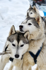 Sled dogs cup, nice dogs, nice faces