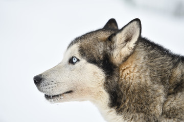 Fototapeta premium Sled dogs cup, nice dogs, nice faces