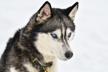 Sled dogs cup, nice dogs, nice faces