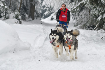 Sled dogs cup, nice dogs, nice faces