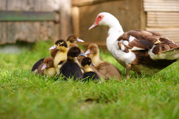 Young ducklings, duck family. Poultry yard.