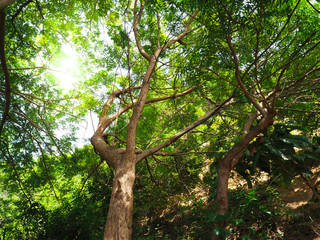 Trees and sunlight In the beautiful morning