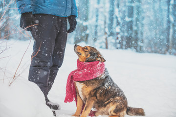 A man and a dog are best friends. The dog wearing the knitted scarf and sitting in a snowy forest near owner in winter