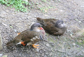 Maned goose (Chenonetta jubata) duck, close up.