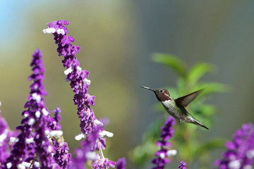 One ruby throated hummingbird in flight hovering in purple Mexican Sage flower bushes. It is by far the most common hummingbird seen east of the Mississippi River in North America