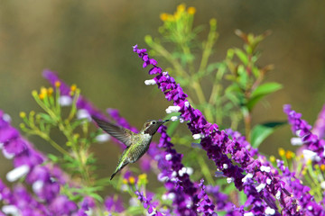 One ruby throated hummingbird in flight hovering in purple Mexican Sage flower bushes. It is by far the most common hummingbird seen east of the Mississippi River in North America