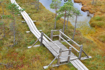 Wooden pathway through swamp wetlands with small pine trees, marsh plants and ponds. Hiking route for outdoors activities and healthy lifestyle. 