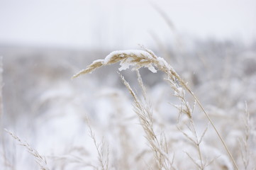 Fototapeta premium Dry grass under winter snow