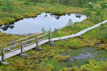 Wooden pathway through swamp wetlands with small pine trees, marsh plants and ponds. Hiking route for outdoors activities and healthy lifestyle. 