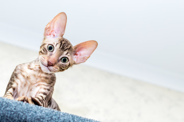 Portrait of a funny kitten close up. Cornish Rex Breed
