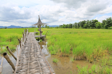 Wooden bamboo bridge on rice paddy field.