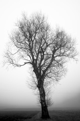 Mystic Tree I