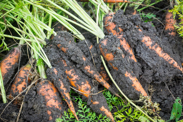 Harvesting carrots on the farm. Selective focus.