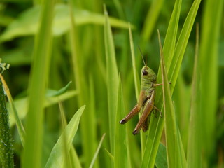 Grasshopper in the grass