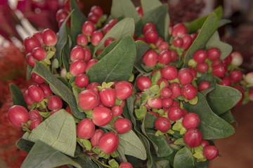 ilex aquifolium