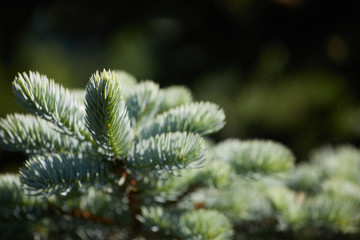 A branch of spruce on a green background. Background for christmas