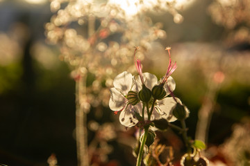 Flower in Sunset Backlight
