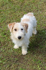 ジャックラッセル