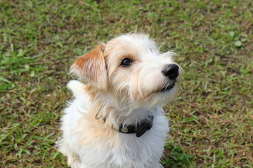 ジャックラッセルテリア