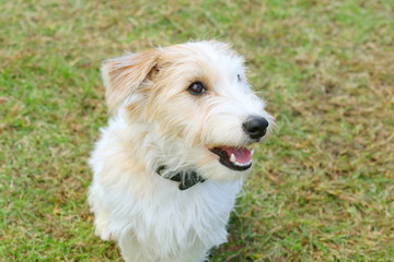 戯れるジャックラッセルテリア