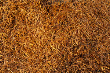 The texture of hay. Hay seamless background. Yellow dry autumn grass on the ground.