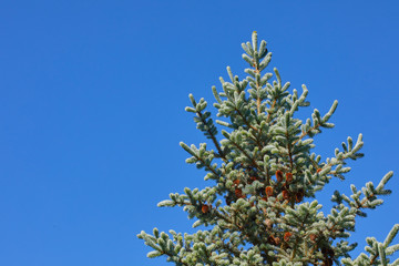 A branch of spruce on a blue background. Beautiful background for christmas