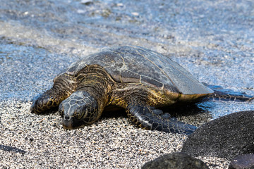 Closeup view of Green sea turtle (chelonia mydas), sunning itself on a Beach in Hawaii's Big Island. Eyes closed, Water from the Pacific ocean in the background.  