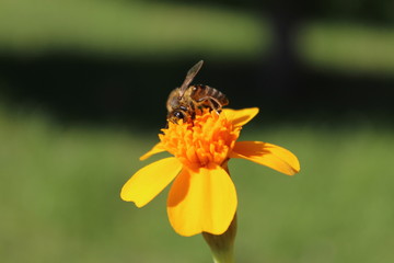 bright colors of autumn