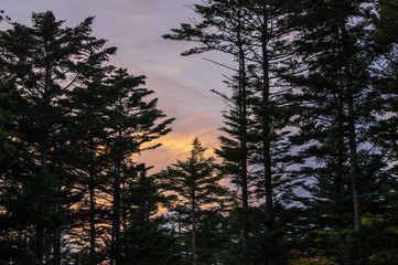 秋の「雲場池」 南北に細長い池。