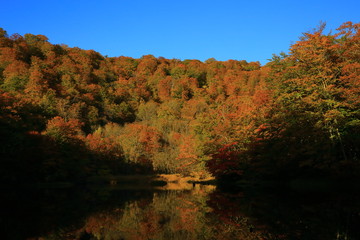 Fototapeta premium 紅葉の菅沼