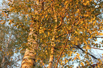 birch in autumn