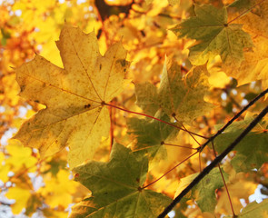 maple leaves in autumn