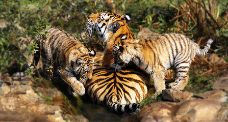 Fototapeta na wymiar tiger wih two babies