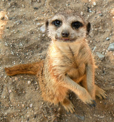 Fototapeta premium meerkat sitting on sand