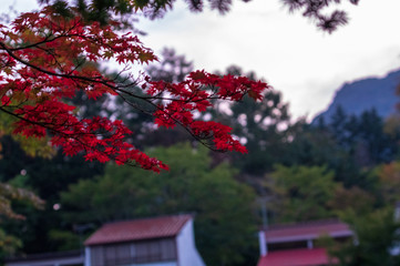 秋の「雲場池」 南北に細長い池。