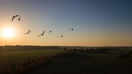 Möwen vom Aussichtsturm während des Fluges