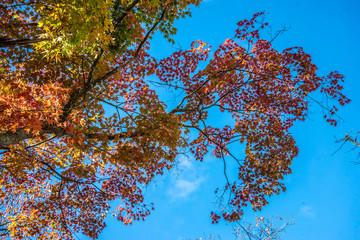 青空と紅葉