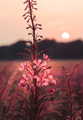 Rosa Blumen bei Sonnenuntergang -Schmalblättriges Weidenröschen (Epilobium angustifolium) 