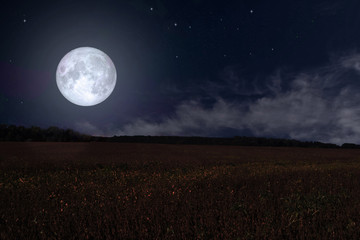 Moonrise over the field with flowers