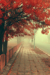 Red autumn in the small city park. Foggy autumn morning. Fairy magical red tree.