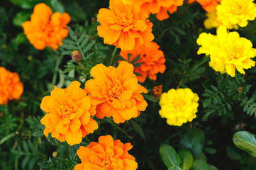 マリーゴールドの花